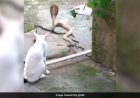 Pet Cat Stands Guard Outside Odisha House To Prevent Cobra From Entering :