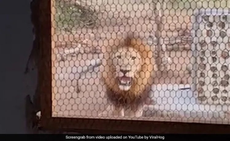 A Man's Close Encounter With Lion Growling Through Kitchen Window