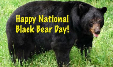National Black Bear Day – June 4, 2022