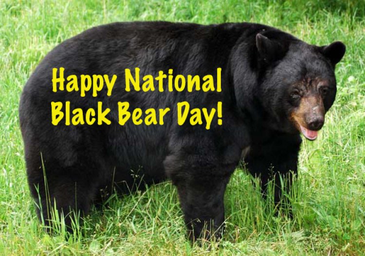 National Black Bear Day – June 4, 2022