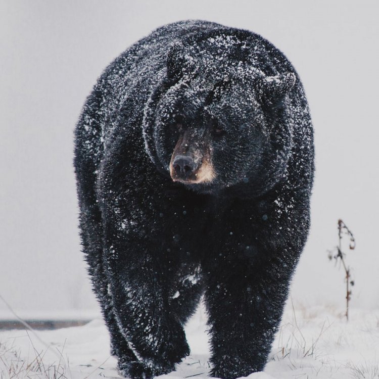 National Black Bear Day – June 4, 2022